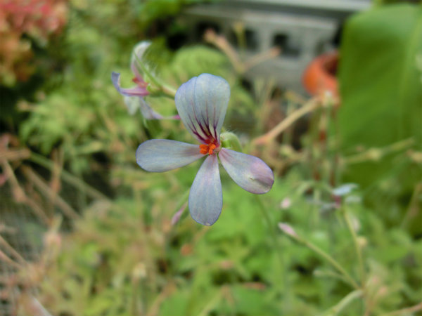 ペラルゴニウム・パールグレイの花