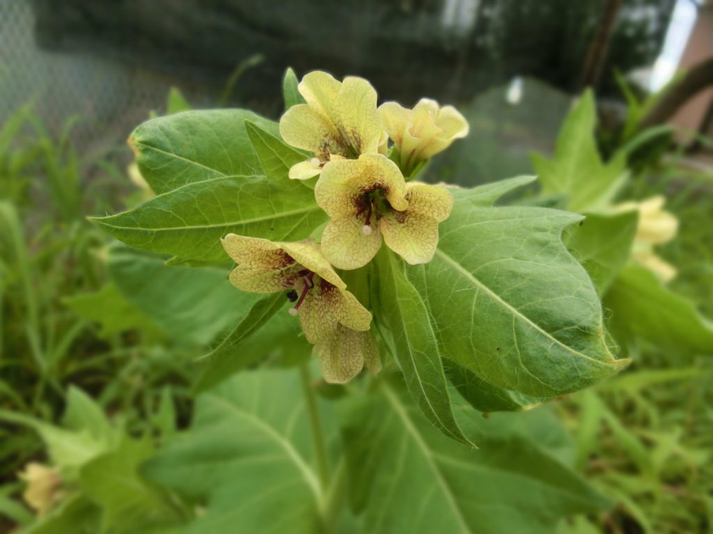 Hyoscyamus niger の花