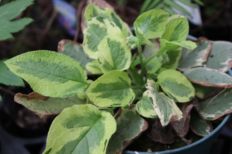 コンフリーを見つける場所