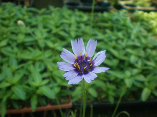 カタナンケ　アモールブルーの花の画像です。