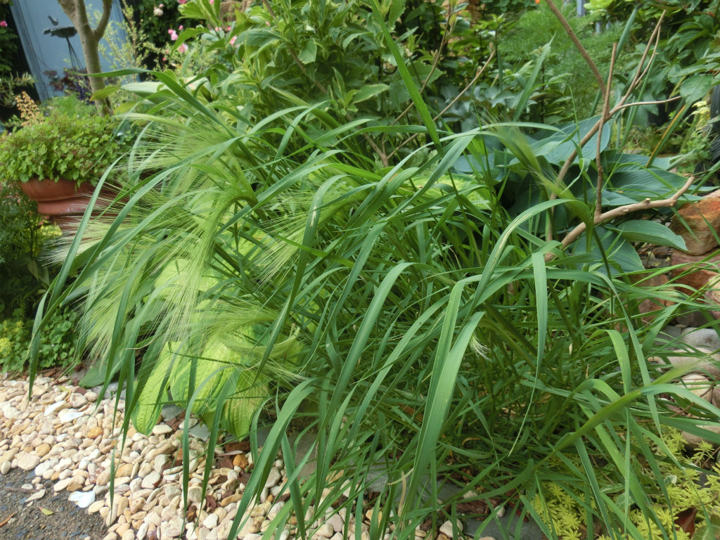 ホルデューム・ジュバタムの植栽例