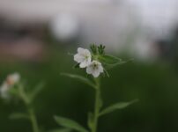 初夏に咲く白い花