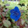 ファセリア カンパヌラリア（カンパニュラリア）の青い花です。