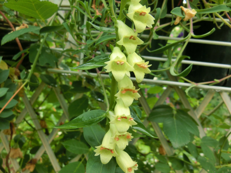 ジギタリス ルテア ライトイエローで2cmほどの小花の原種です 植えっぱなしok ショウタロウブログ