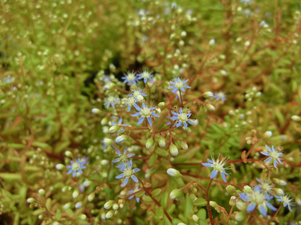 青花のセダム・カエルレウム カウルレアが開花しました。