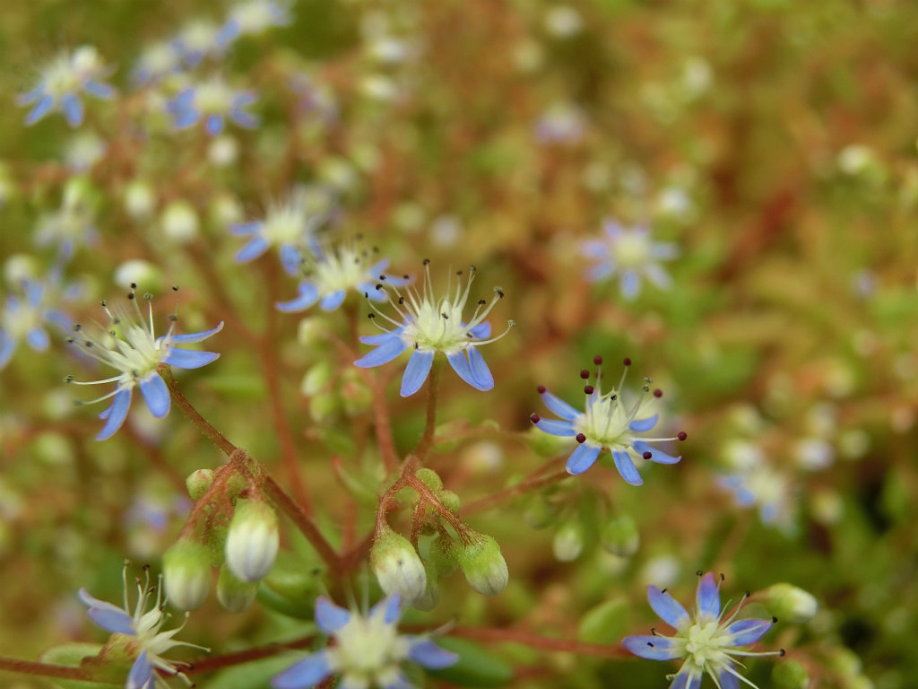 セダム　カウルレアと呼ばれるカエルレウムの青花です。