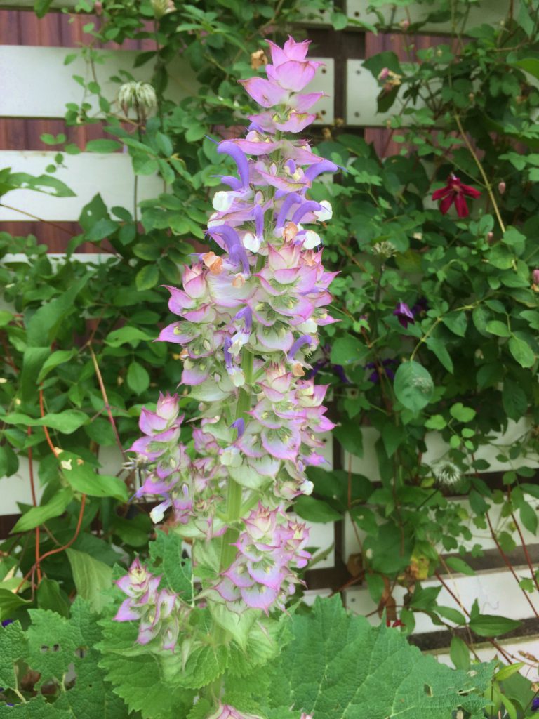 Blooming Clary Sage