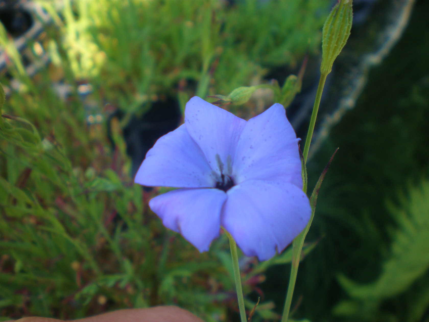ビスカリア 'ブルーエンジェル' 花が咲いてない苗を植え込んだ方が良い理由。栽培してみるとわかります。 - ショウタロウブログ