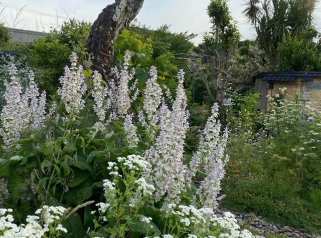 レッドセージとは何ですか?