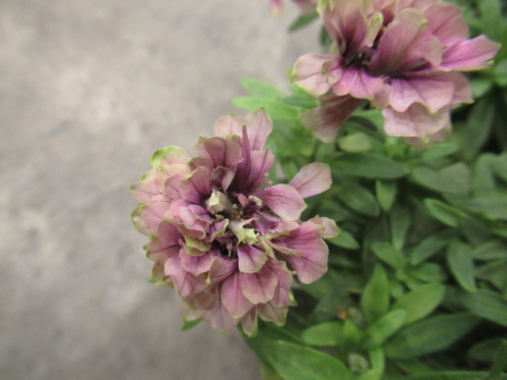 ペチュニアの湘南ヴェルデの仲間の湘南リプル　紫色の花の拡大です。