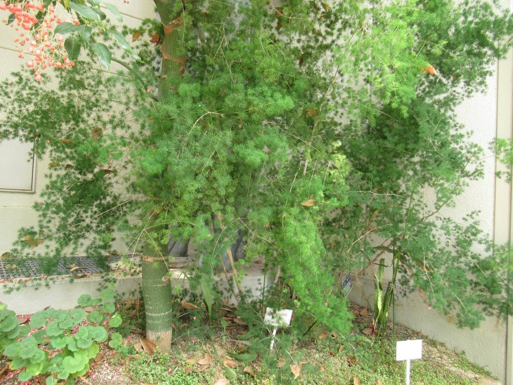 戸田川緑地の温室に植えられていたアスパラガス マコワニー