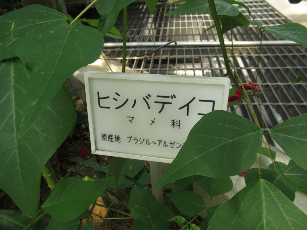 戸田川緑地公園　ヒシバデイゴ