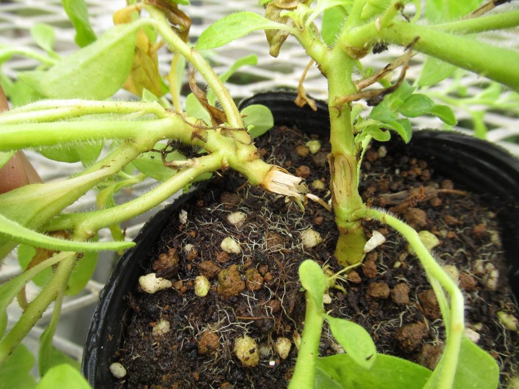 伸びてきたペチュニアは自然に茎が折れることがあります。