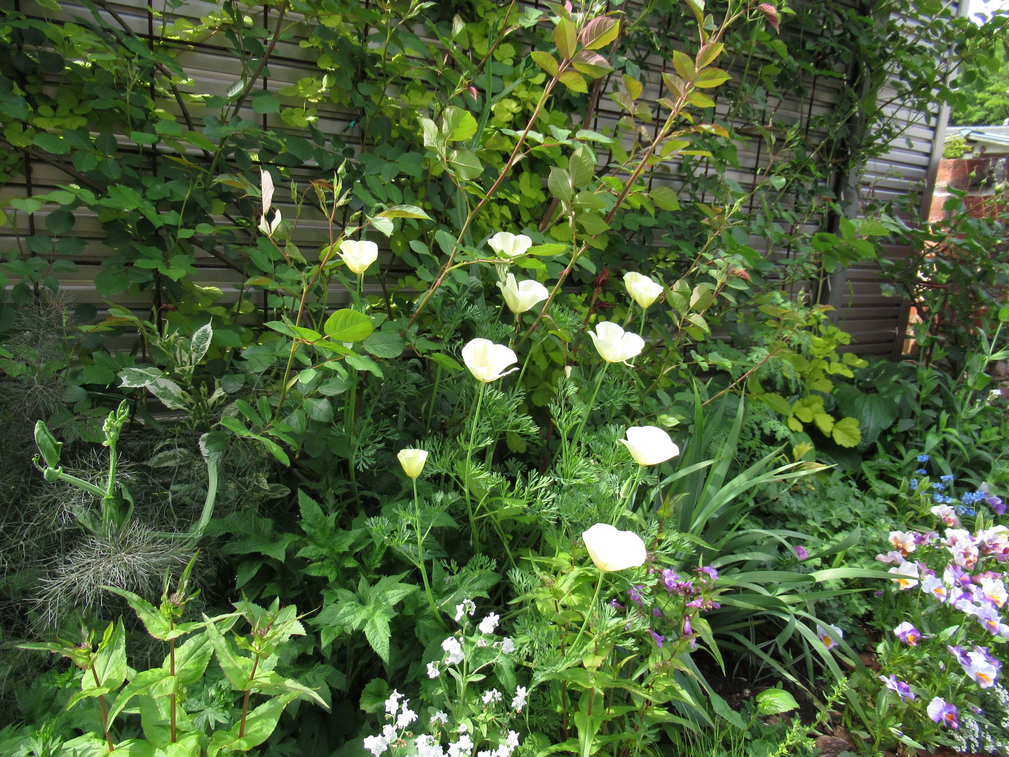 エスコルチア　白花