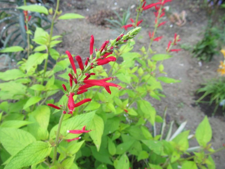赤花 サルビア