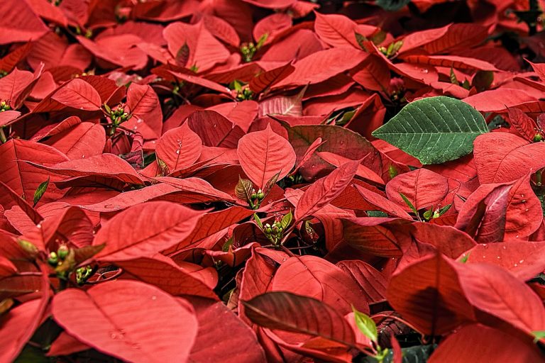 植物の水やりについて 時間は夜が良いの 土の表面が乾いたら するのが正解なの 頻度など実例を 植物の水やりについて 時間は夜が良いの 土の表面が乾いたら するのが正解なの 頻度など実例を