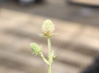 アガビフォリウムの花。白花です。