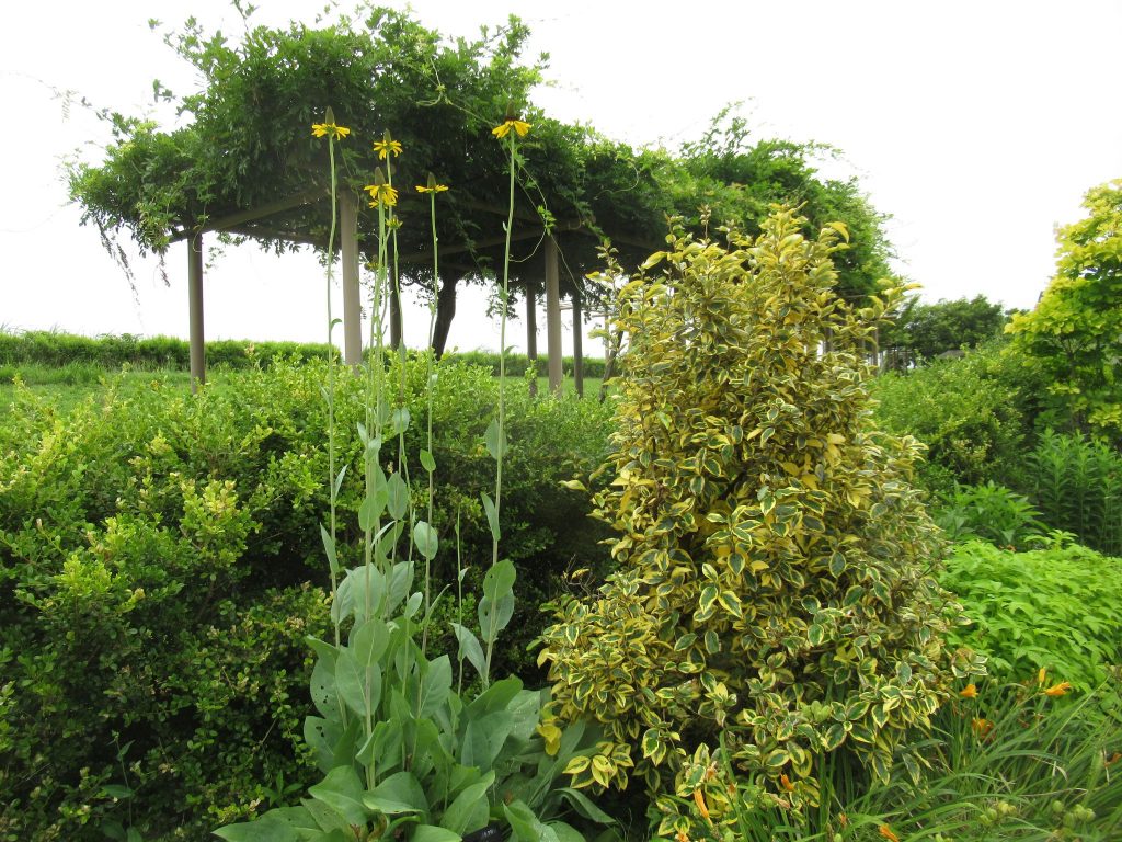 ルドベキア・マキシマが植栽されている様子。