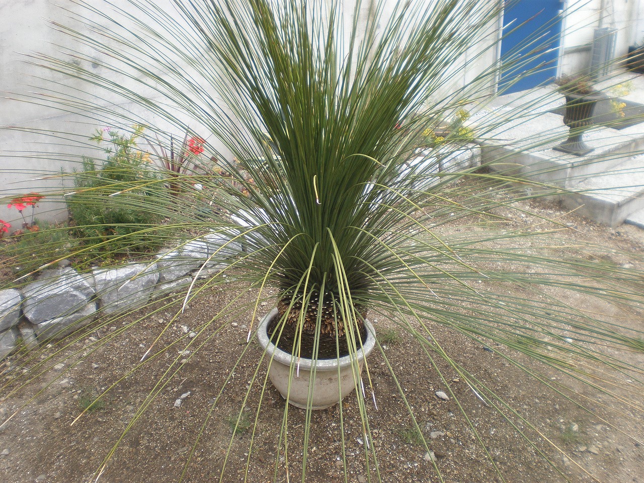 乾燥に強い植物 ダシリリオン　ロンギッシマム