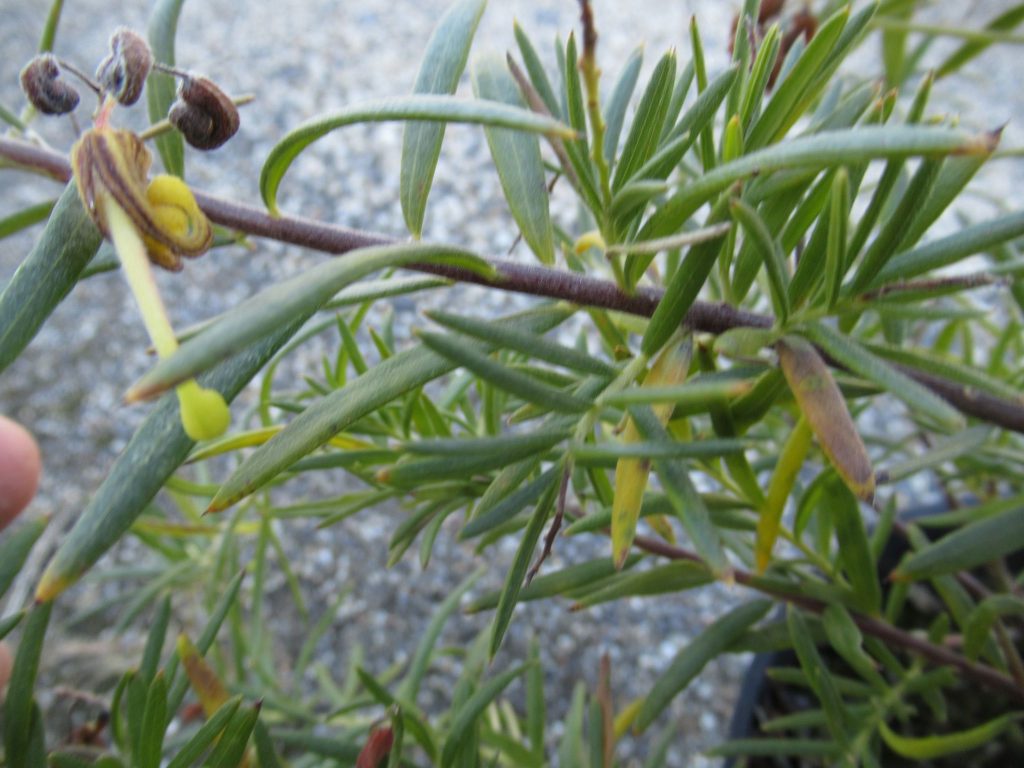グレビレア イエロードロップは古い茎は黒くなります。