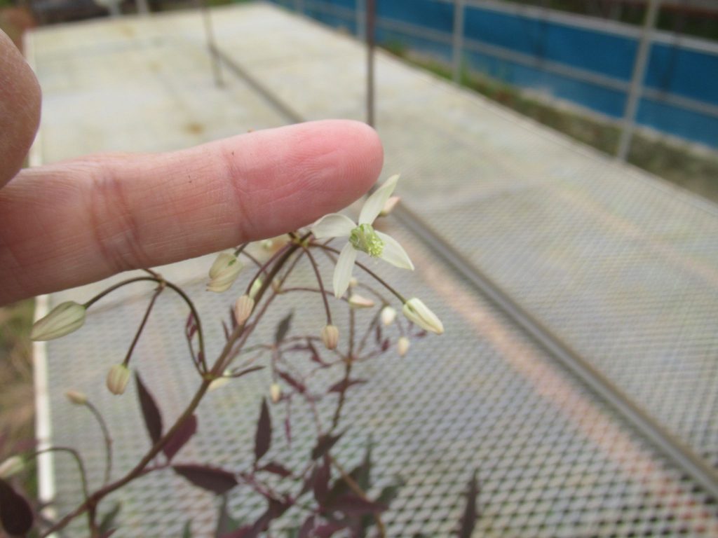 クレマチス・レクタ 'プルプレア' の花の大きさ。