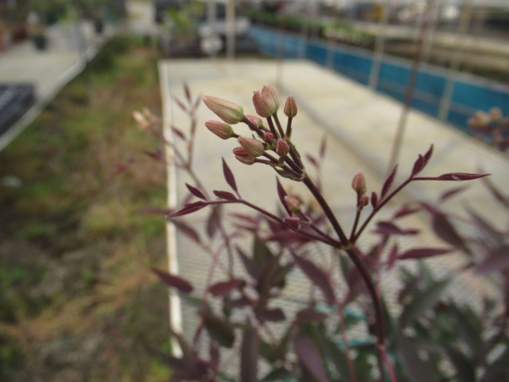 クレマチス レクタ プルプレア の育て方 黒葉 銅葉 な白花です