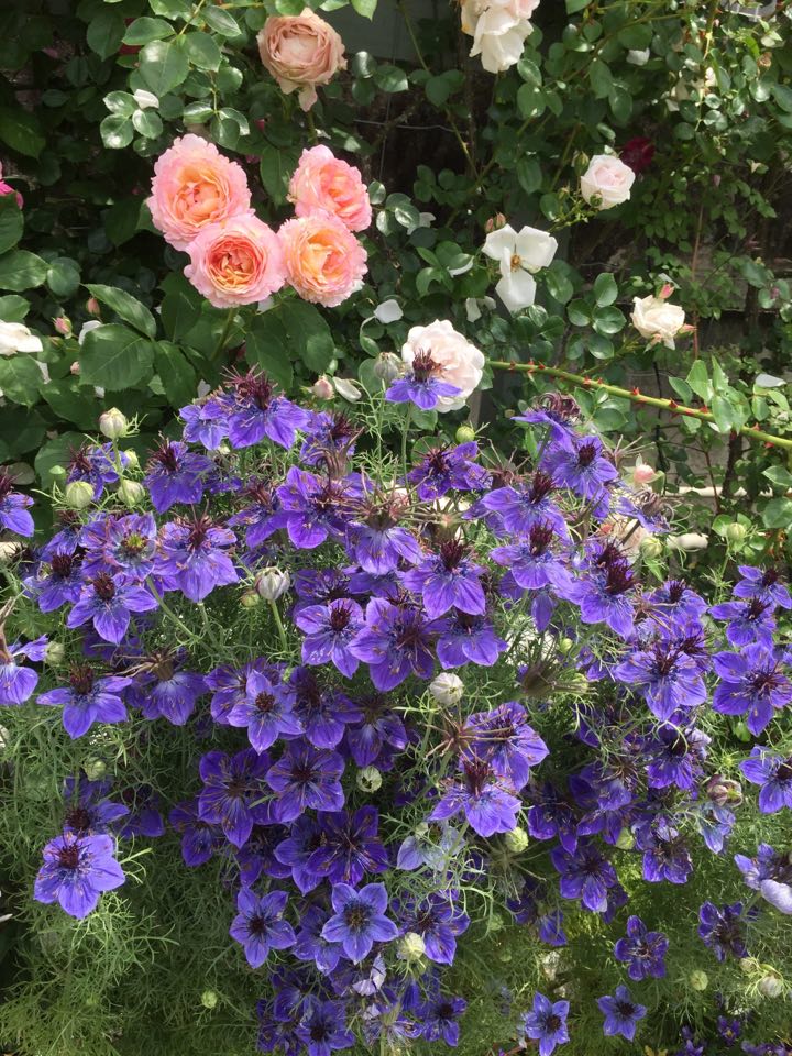 青花とバラの組み合わせ
