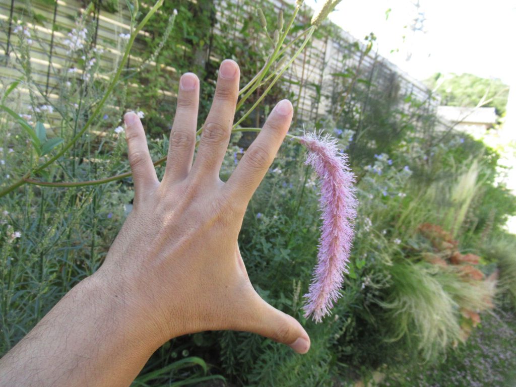 唐糸草の花の大きさです。