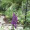 紫色の花のバーバスカム 、ビオレッタです。