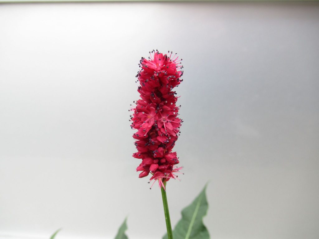 ペルシカリア　ブラックフィールドの花の画像です。