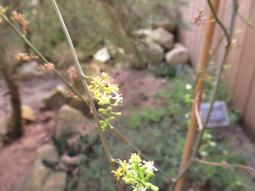 アフリカ亀甲竜 キッコウリュウ の花を見る機会がありましたので 小さな白花でした その他 水やりや育て方なども