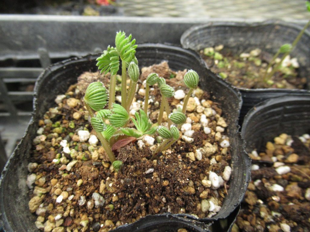 oxalis parmifrons  Sprouting