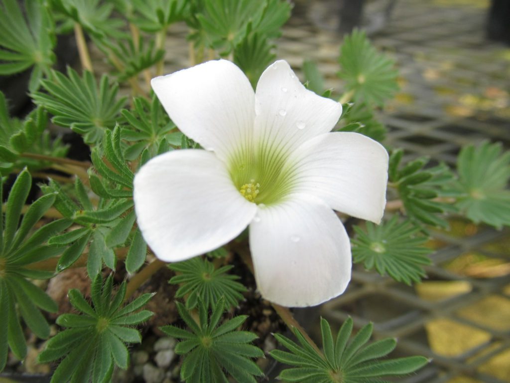 oxalis palmiflons  white flower