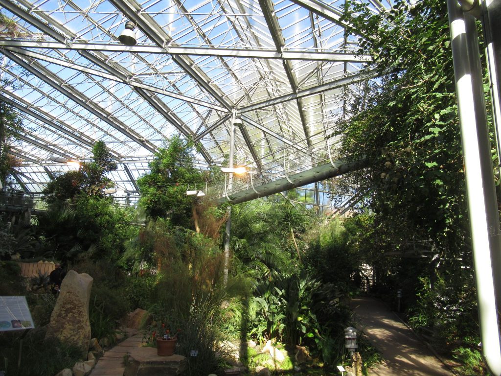 アムステルダム植物園の普通温室