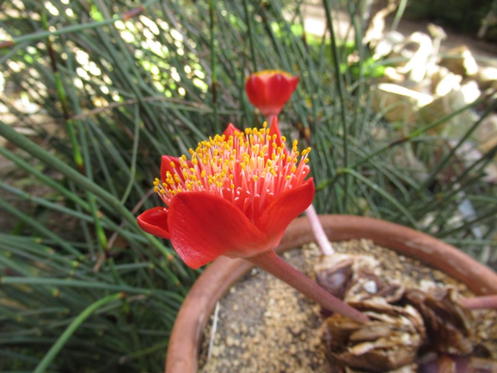 赤花のマユハケノオモト。