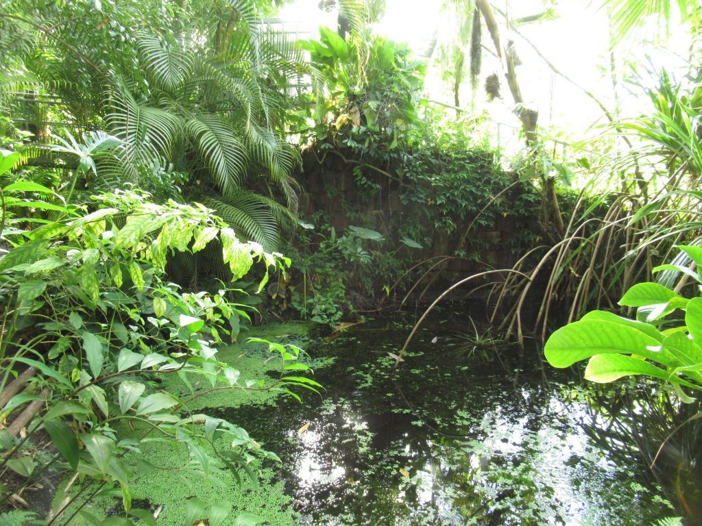 アムステルダム植物園にて池のある温室