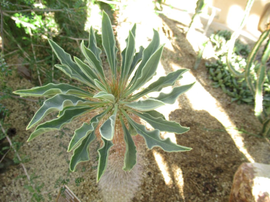 pachypodium namaquanum