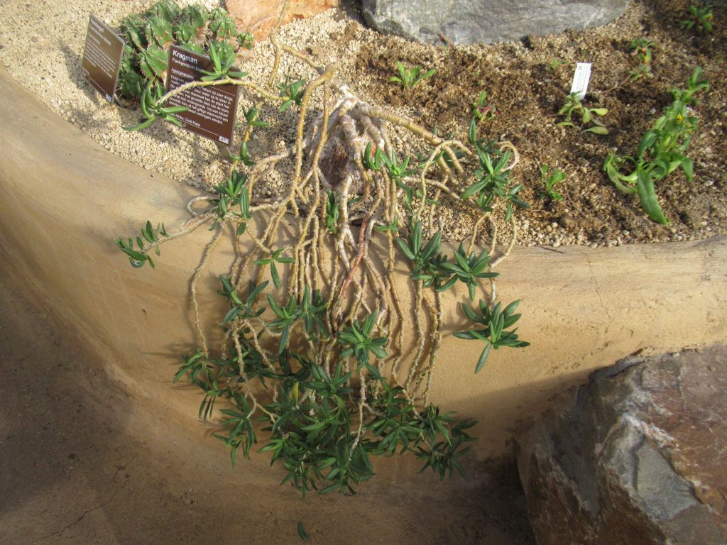 パキポディウム・ビスピノーサム(Pachypodium bispinosum)