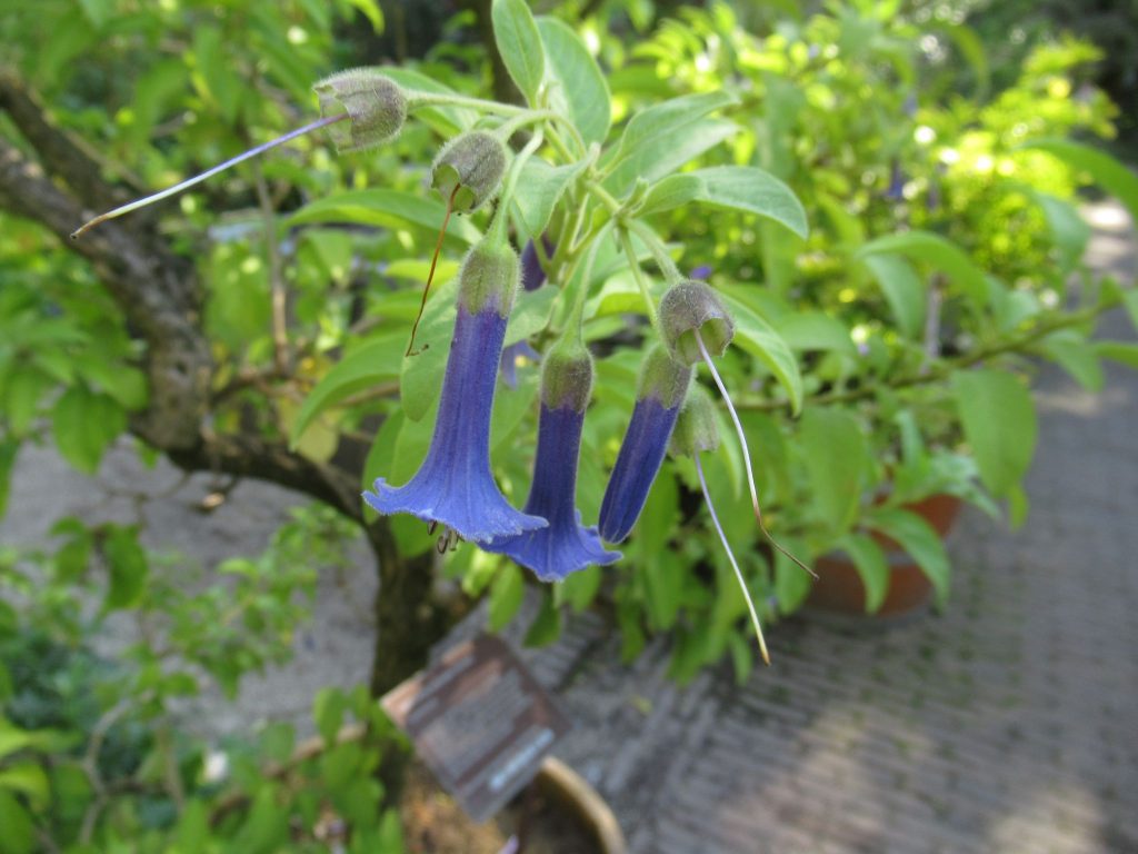 イオクロマ・オーストラレの青い花です。