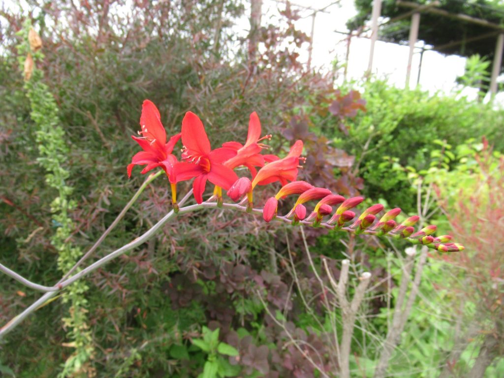 クロコスミア ルシファー スカーレット レッド 赤花 が見事 球根の掘り起こしをしなくても基本的に放置でokです