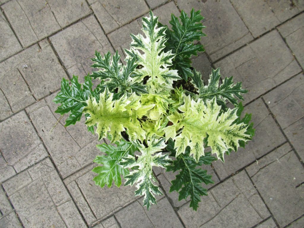 acanthus ssp. whitewater 