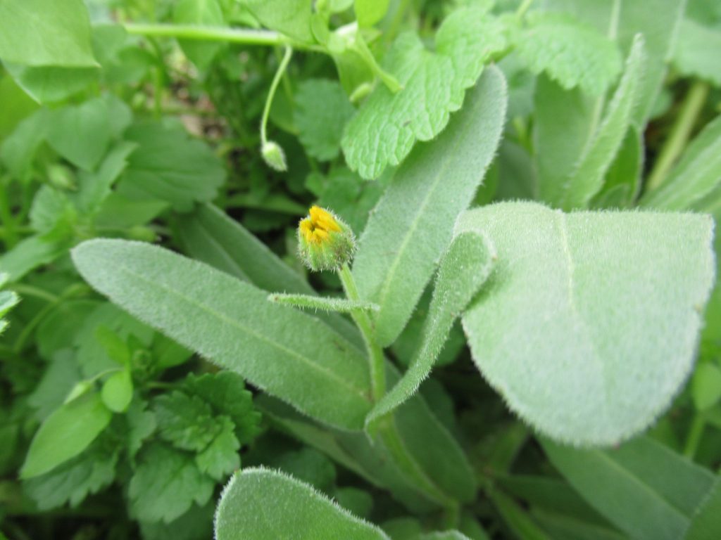 カレンデュラ 冬知らず の育て方 小さい花のキンセンカです 一年草ですがこぼれ種でよく増えます