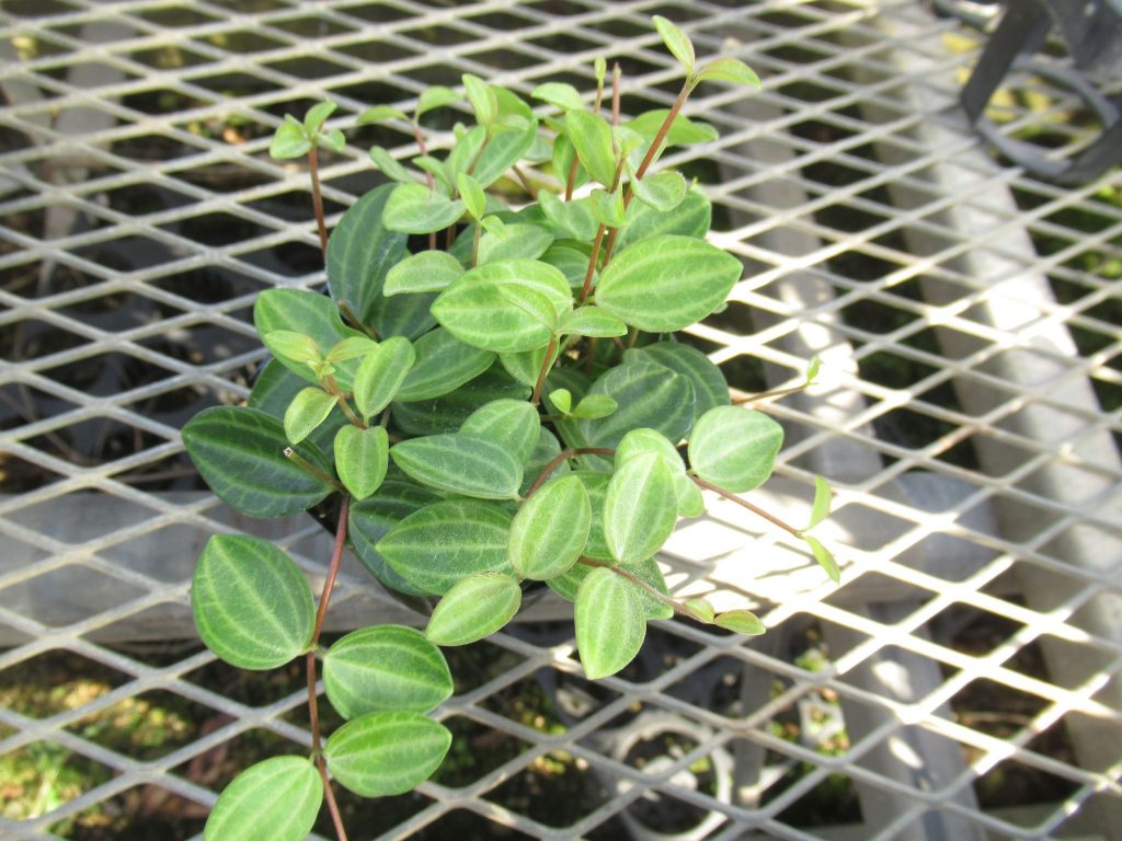 ペペロミア　アングラータ (peperomia angulata)