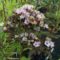 宿根フロックス　ミスティックグリーンのつぼみと花です。