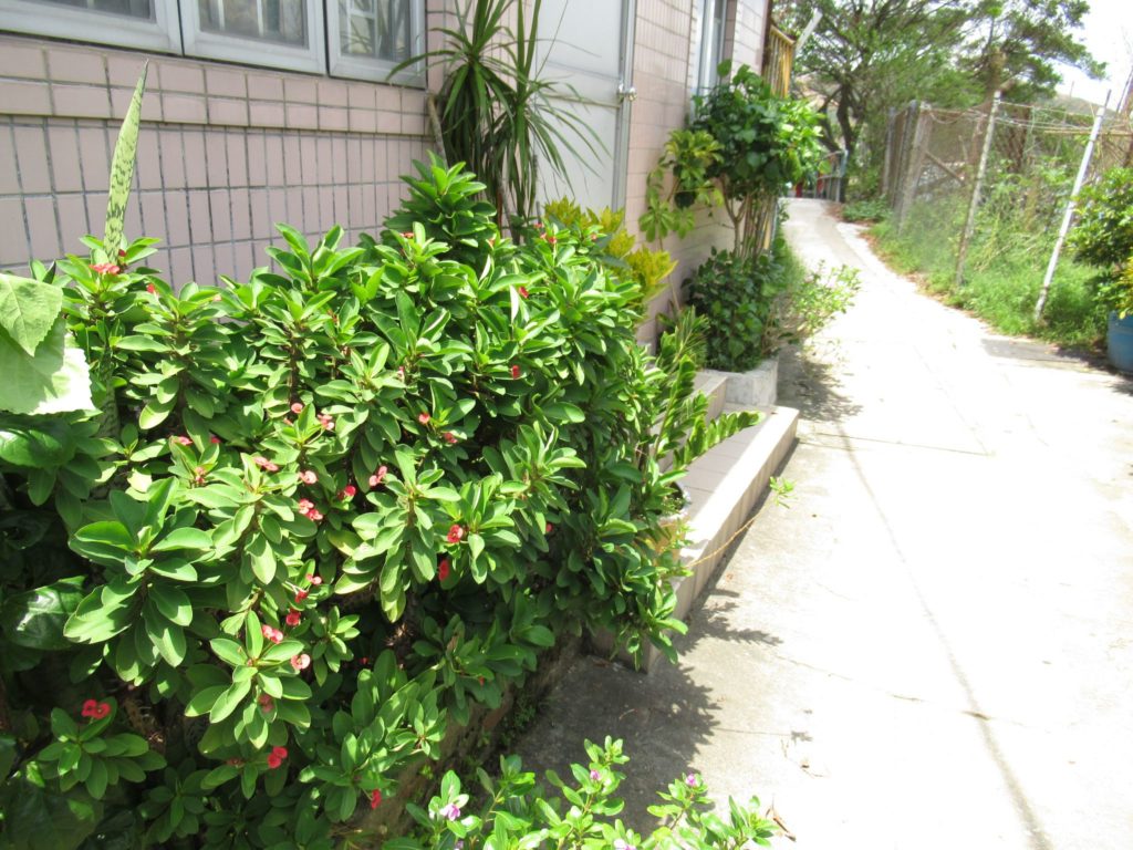 ハナキリンの植栽風景　台湾　