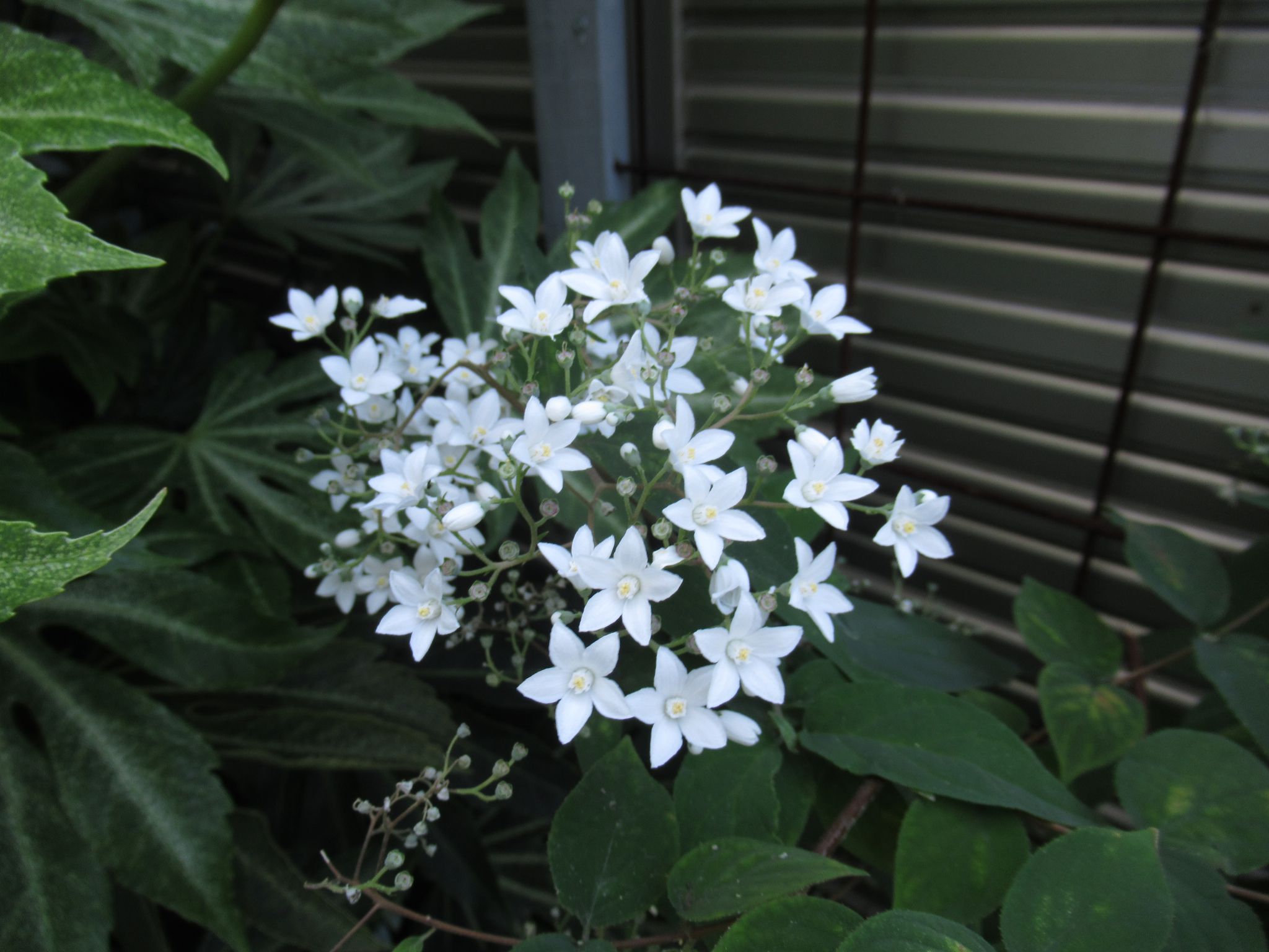 シセンウツギ 四川空木 の育て方 星形の白い花 大きく育った実物にはものすごく引き寄せられます