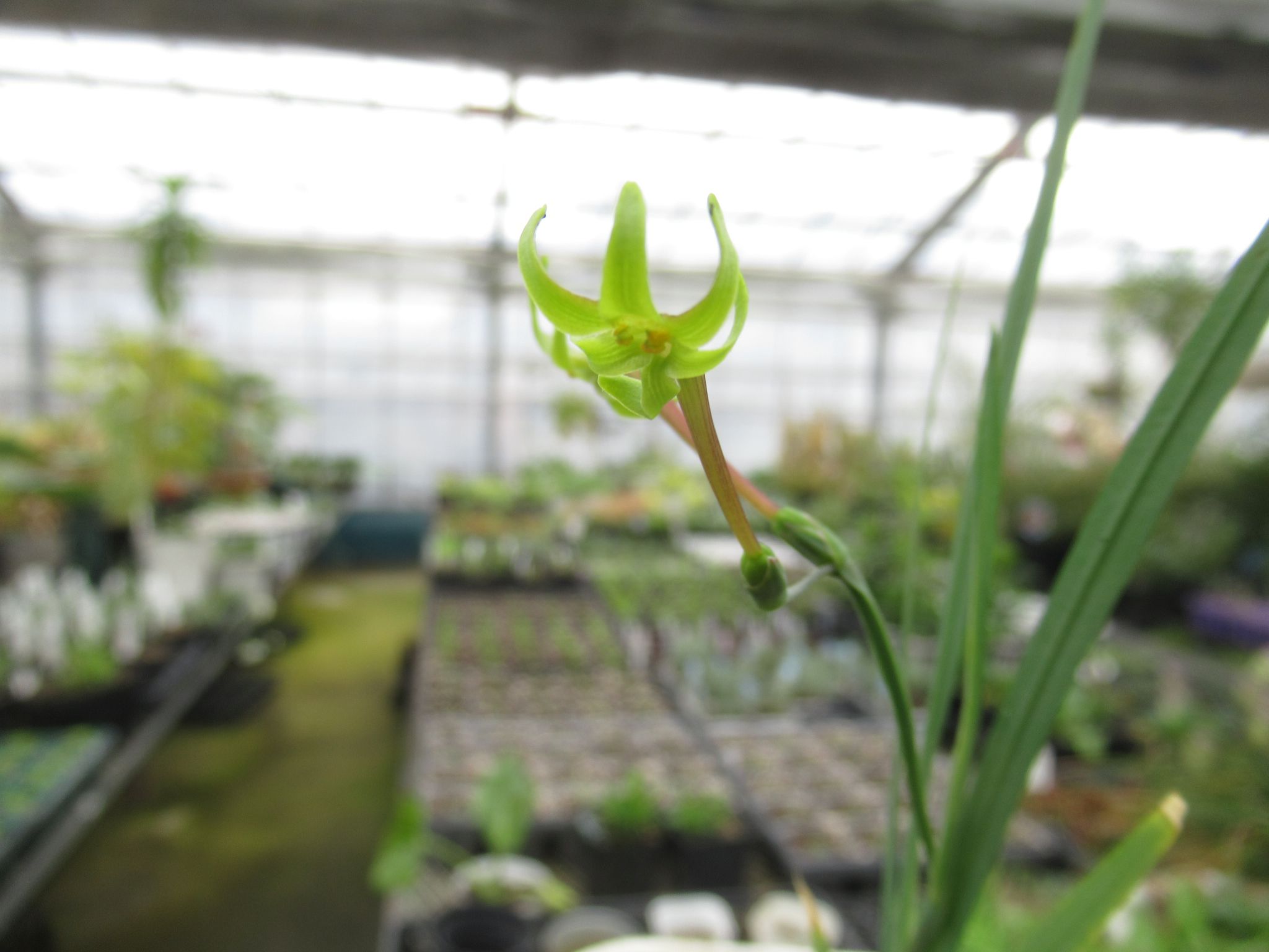 フリージア ヴィリディス Freesia Viridis の育て方 原種です 花の形が変わってます
