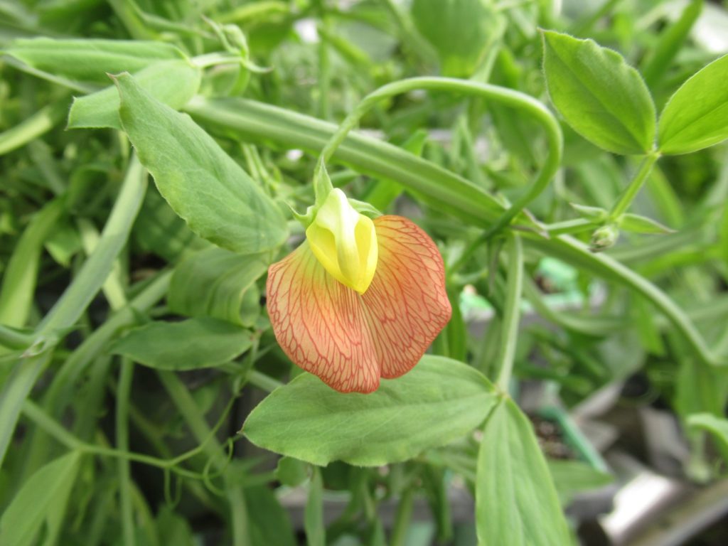 ラシルス　ベリネンシス　の花です。