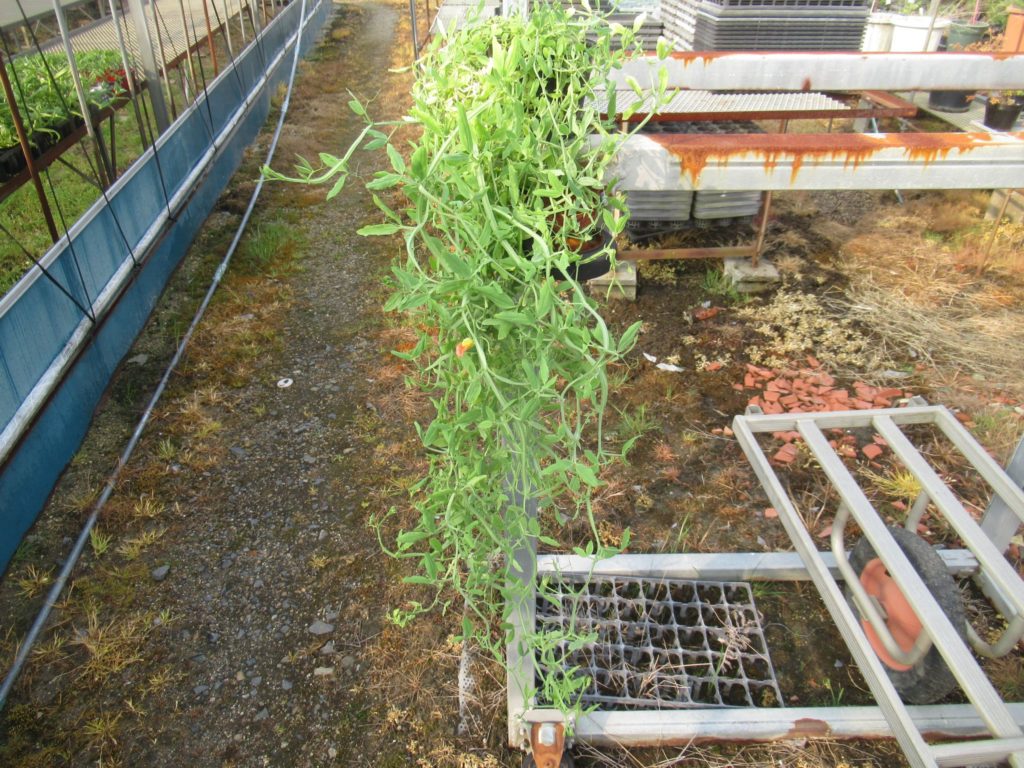 原種のスイートピーを鉢植えで育ててます。