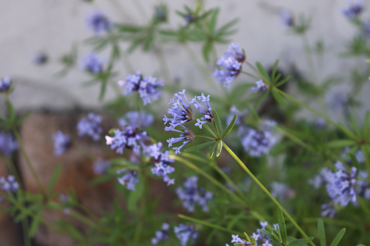 青花のアスペルラの花